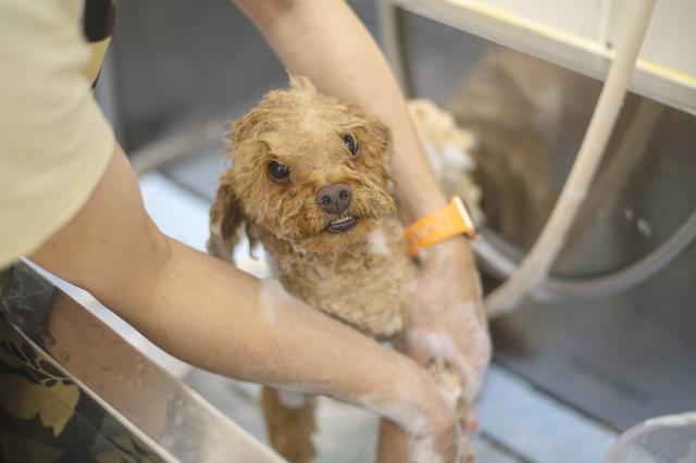 ワンちゃんの肌と毛にやさしい、ナチュラルトリミング