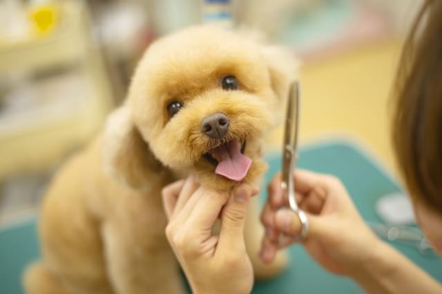 暮らしに寄り添うカットスタイル