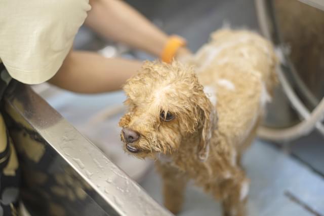 やさしいお水で、ふんわり心地よい仕上がりに