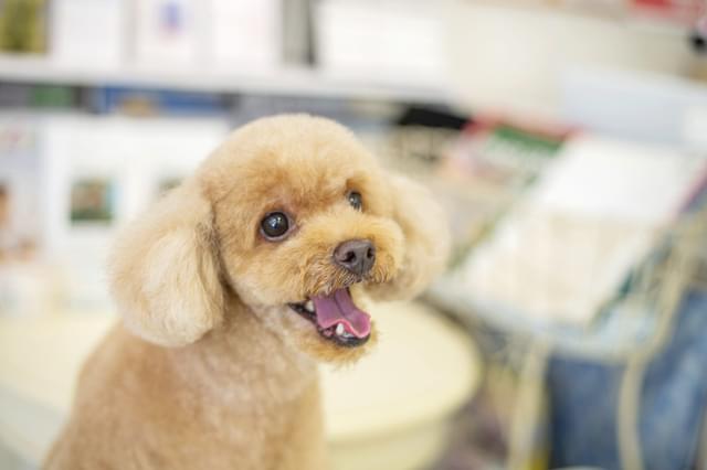 ナノバブルオゾンペットシャワーで、すみずみまで清潔に