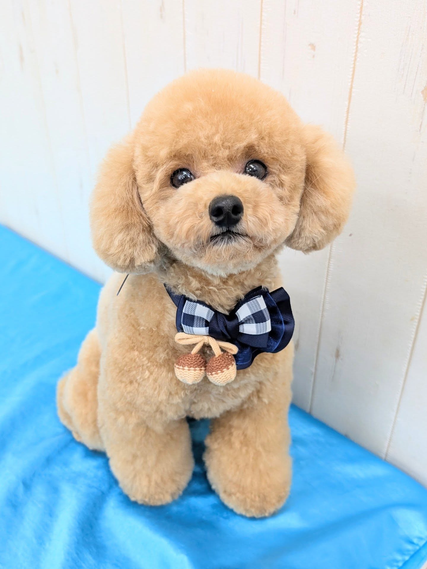 ギャラリー画像5