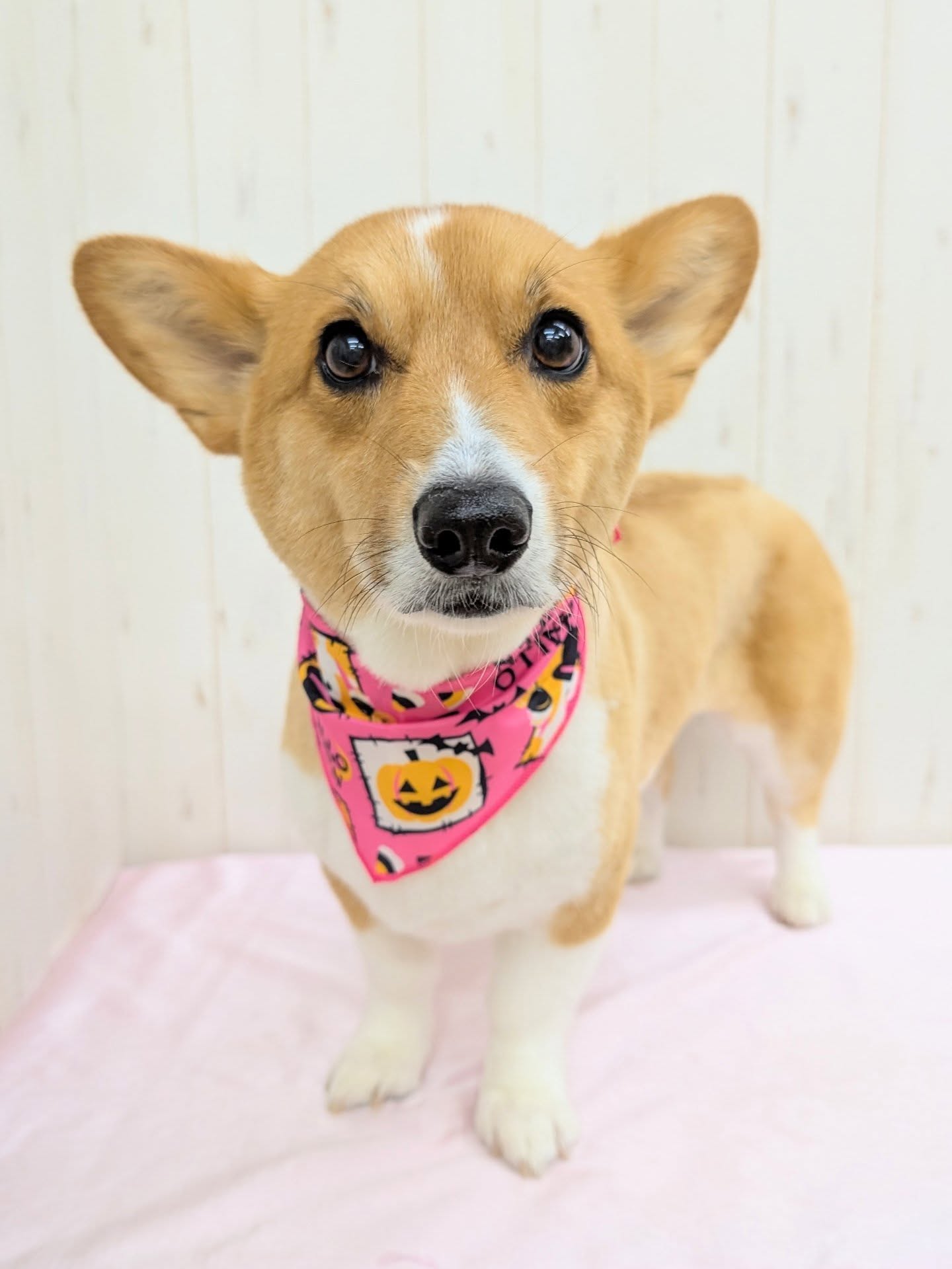 ギャラリー画像8