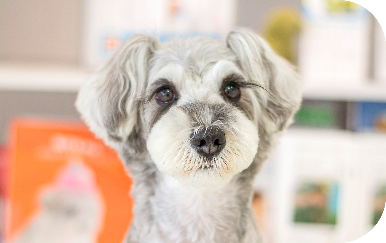 natural dog salon Wish Dog