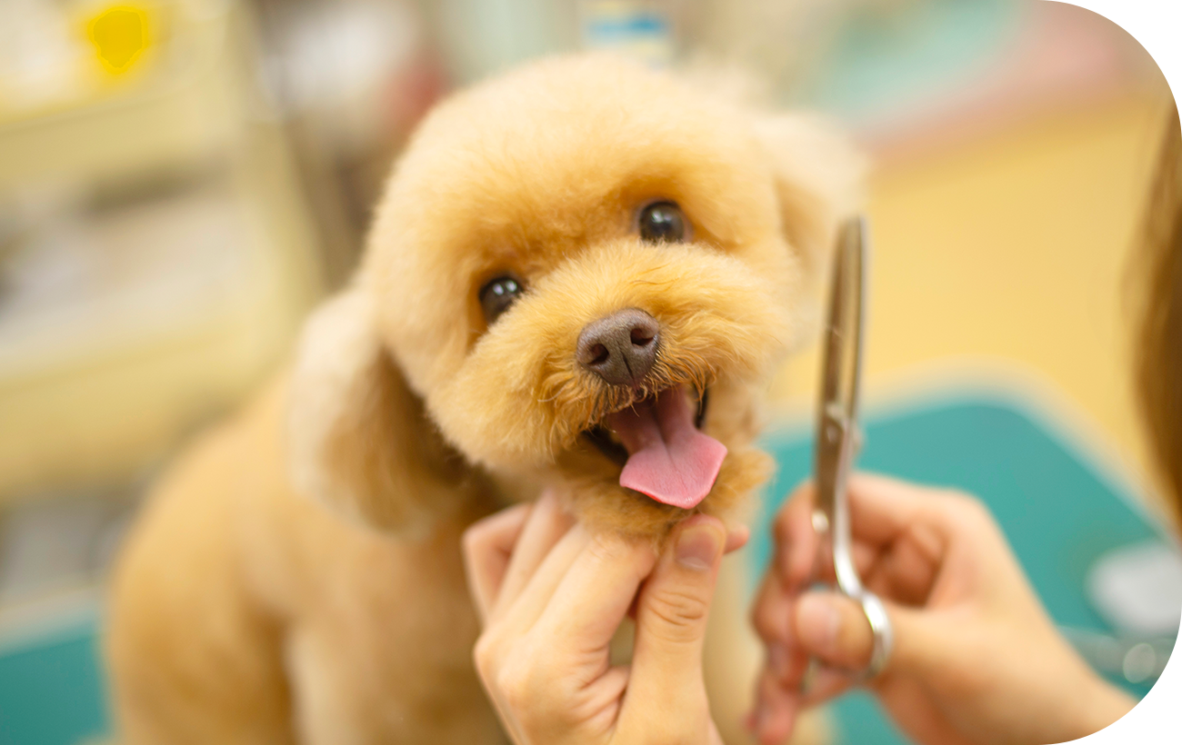 natural dog salon Wish Dog