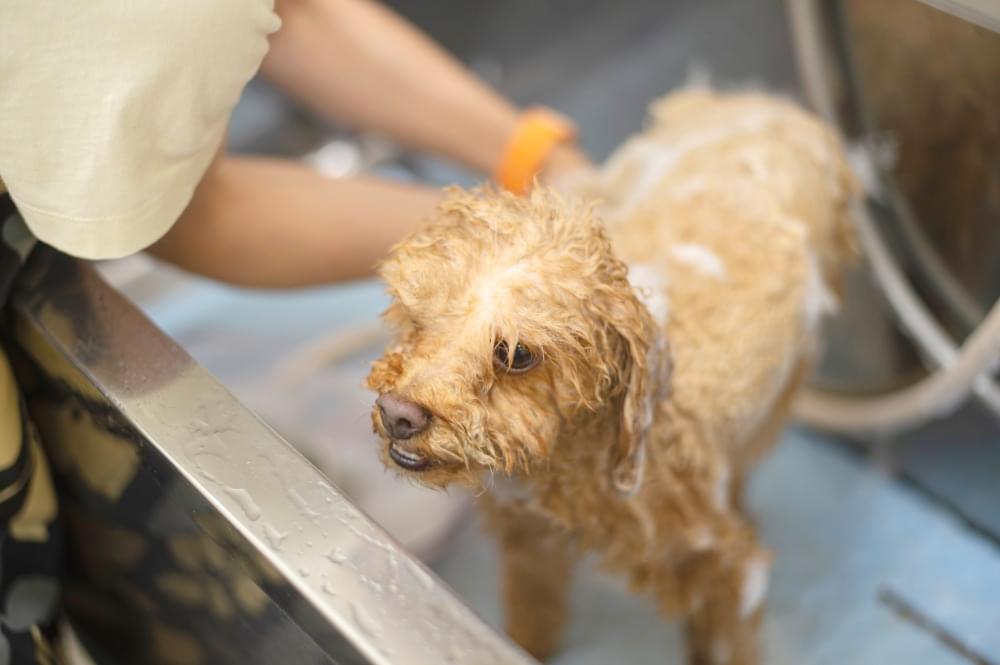 合成界面活性剤不使用の自然派シャンプー