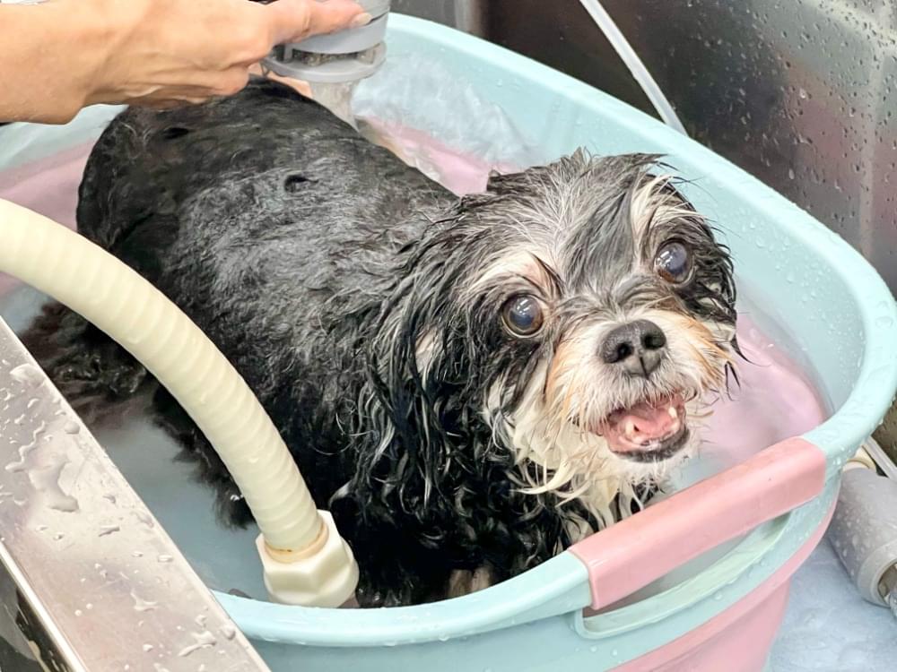 オゾンの力で、やさしくすっきり。健やかな皮膚へ。