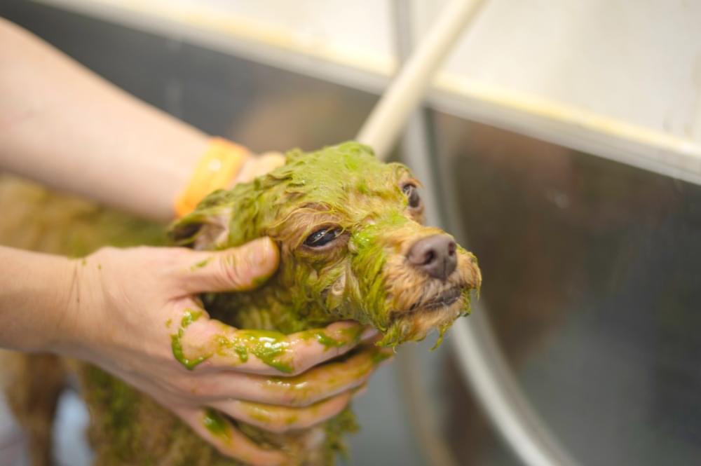 ハーブの力で、内側から整えるスキンケアパック