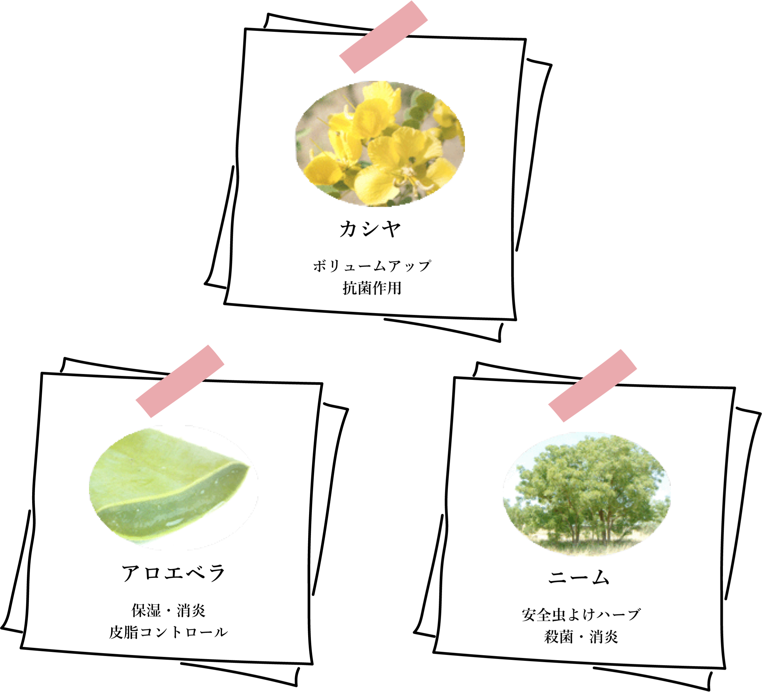 オリジナルハーブブランド