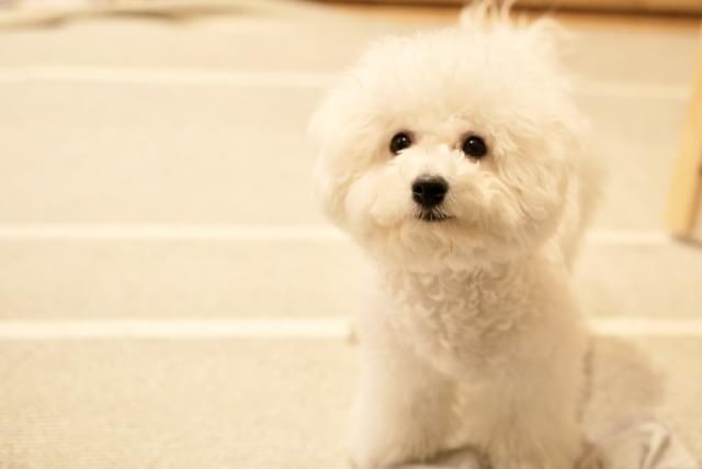 一時お預かりスタイル