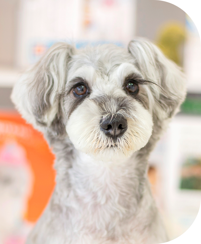 natural dog salon Wish Dog