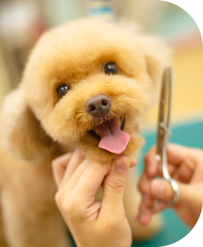 natural dog salon Wish Dog