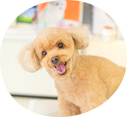 もっと心地よく、もっと笑顔になれるトリミングを