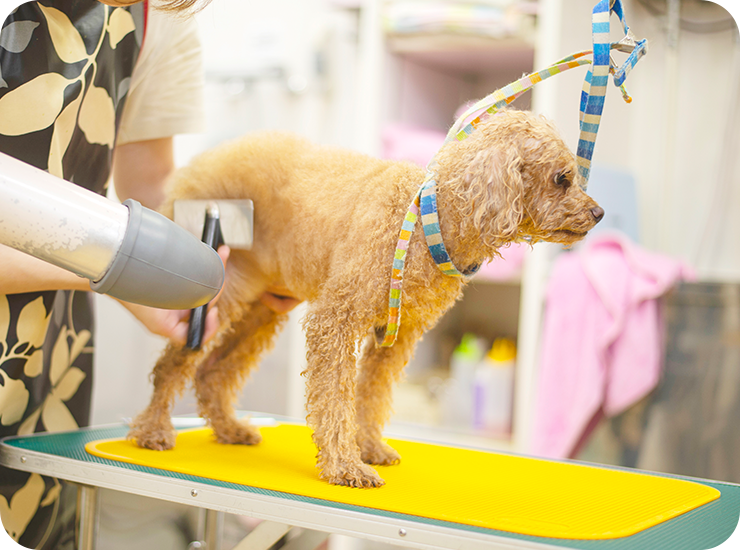 ワンちゃんの健やかさと美しさを長く保つために